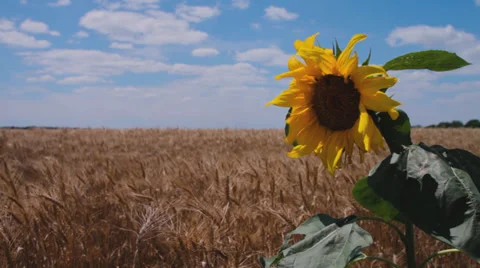 Sunflower in a field of wheat Stock Footage 39834623