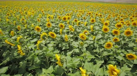Sunflower Field in the Wind Stock Footage 52443543