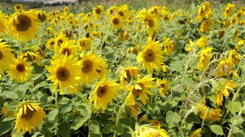 Sunflower field in the wind Video stock 52980013