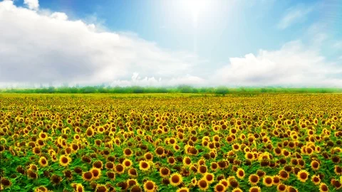 Sunflower field in the wind Stock Footage 89868182