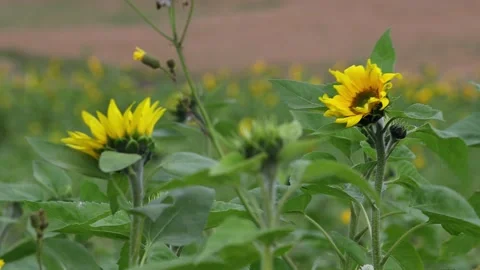 A sunflower field in the wind Stock-Footage 159160101