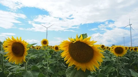Sunflower field with wind mill in the back	 Stock Footage 77580640