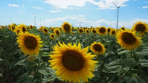 Sunflower field with wind mill in the back	 Stock Footage 77580760