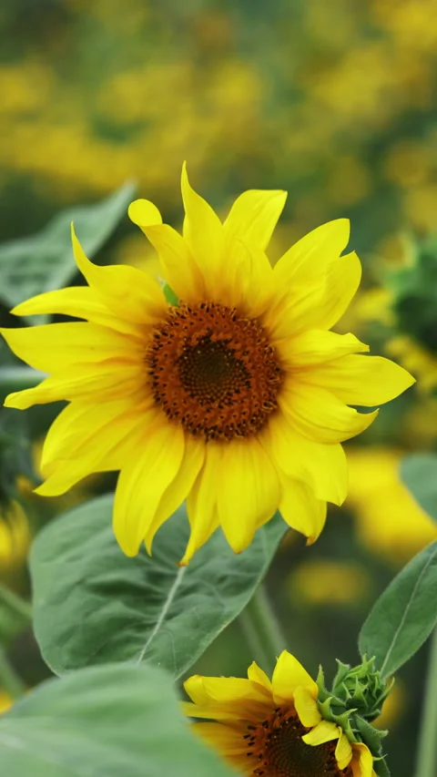 Sunflower field in wind, Vertical 4k video Stock Footage 292057070