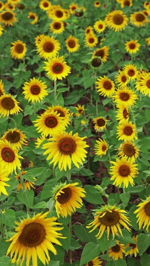 Sunflower field in wind, Vertical 4k video Stock Footage 292057460