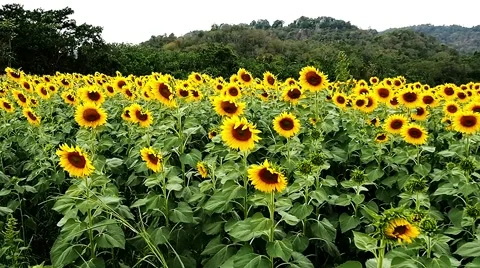 Sunflower in the field in the windy day Stock Footage 46105283