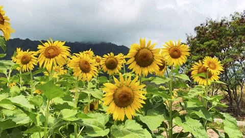 Sunflower Field on a Windy Day  動画素材 203642129