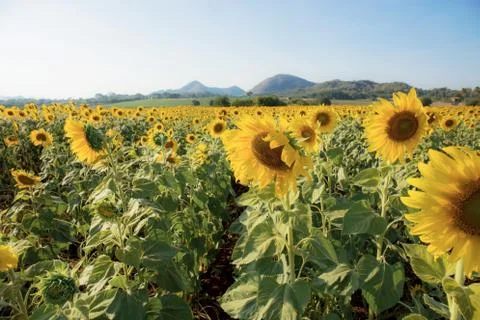 Sunflower on field in winter. Stock-Fotos
