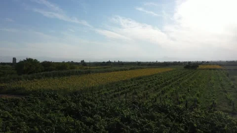 Sunflower fields 1 Stock-Footage 331598222