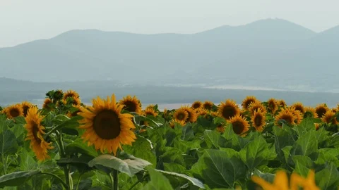 Sunflower Fields 4 Stock Footage 113750362
