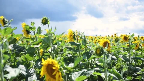 Sunflower fields and white clouds, blue sky Stock Footage 201300301