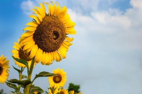 Sunflower fields are blooming in summer. Stock Photos