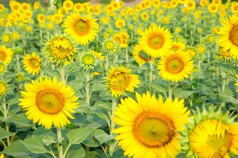 Sunflower fields are blooming in summer. Stock Photos
