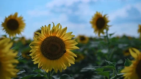 Sunflower fields. Beautiful yellow sunflower flower against blue sky. Nature Видео 196810182