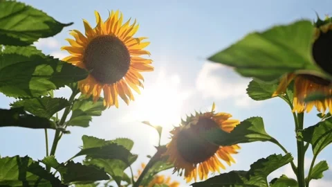 Sunflower fields. Beautiful yellow sunflower flower against blue sky. Nature Stock Footage 196811432