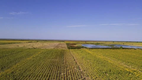 Sunflower fields beside Saint-Romain Sur Gironde, France Stock Footage 286216617