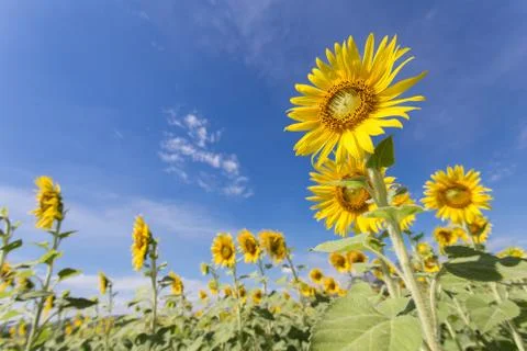 Sunflower fields bloom in the middle of the valley and blue sky. Stock Photos