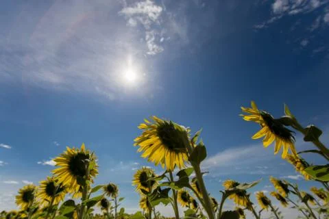 Sunflower fields bloom in the middle of the valley and blue sky. Stock Photos
