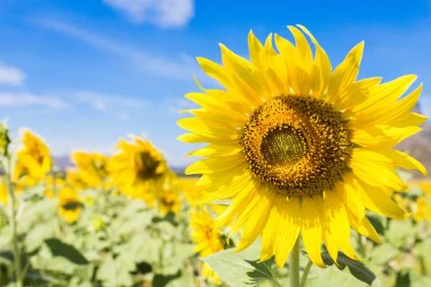 Sunflower fields bloom in the middle of the valley and blue sky. Stock Photos