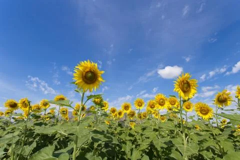 Sunflower fields bloom in the middle of the valley and blue sky. Stock Photos