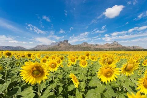 Sunflower fields bloom in the middle of the valley and blue sky. Stock Photos
