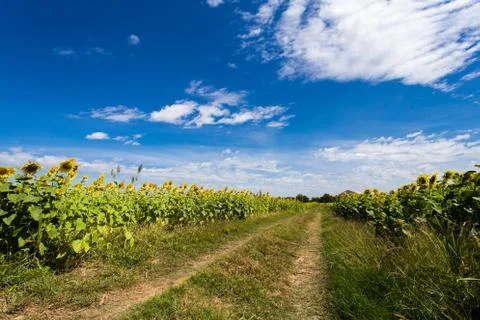 Sunflower fields bloom in the middle of the valley and blue sky. Stock Photos