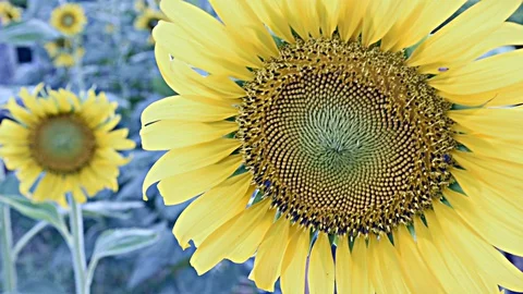 Sunflower fields in bloom soft blur blue tone Stock Footage 129249164