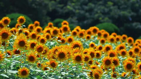 Sunflower fields dancing in sunny, summer day Stock Footage 65832335