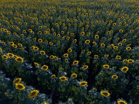 Sunflower fields diagonal shot from drone 스톡 사진