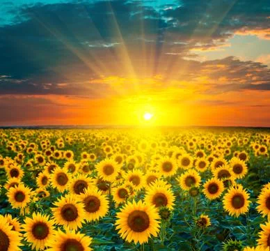 Sunflower fields during sunset. Beautiful composite of a sunrise over a field Stock Photos