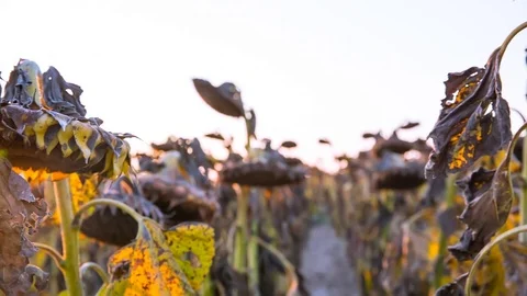 Sunflower fields during sunset in the summer warm evening. Dried sunflowers Stockbeeldmateriaal 81825394