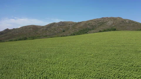 Sunflower fields at the foot of the mountains 스톡 동영상 232400354