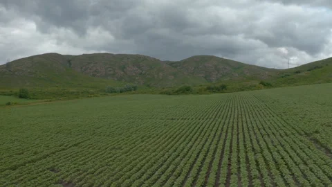 Sunflower fields at the foot of the mountains Видео 245134476