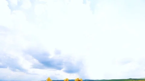 Sunflower Fields Stock Footage 78470751