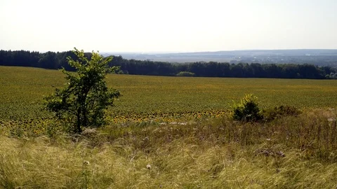 Sunflower fields. 스톡 동영상 82388287