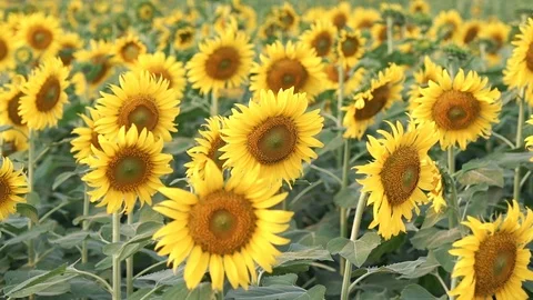 Sunflower fields Stock Footage 111498329