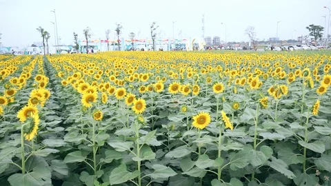 Sunflower fields Stock Footage 111498398
