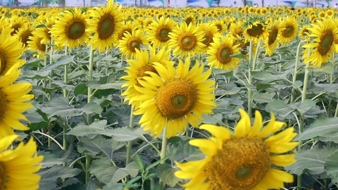 Sunflower fields Stock Footage 111498406