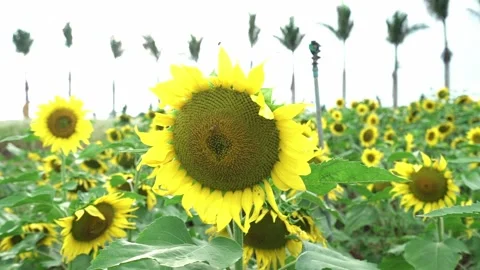 Sunflower fields Stock Footage 147020892