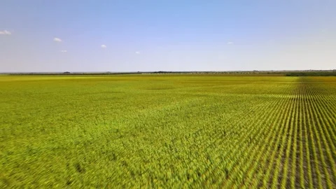 Sunflower fields 스톡 동영상 150231961