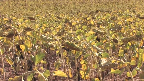 Sunflower Fields Vidéo 196810111
