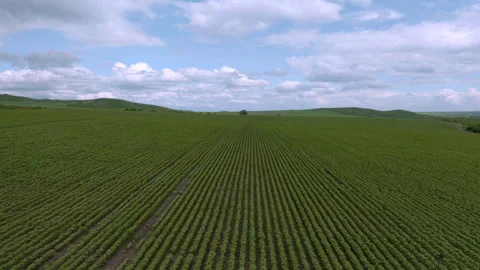 Sunflower fields Stock Footage 245135086