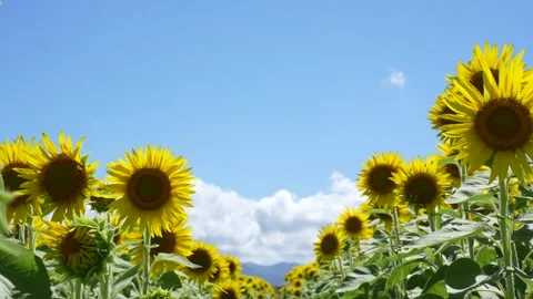 Sunflower fields Video stock 307042717