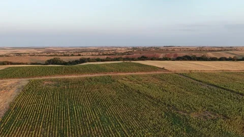 Sunflower Fields Stock Footage 335263658
