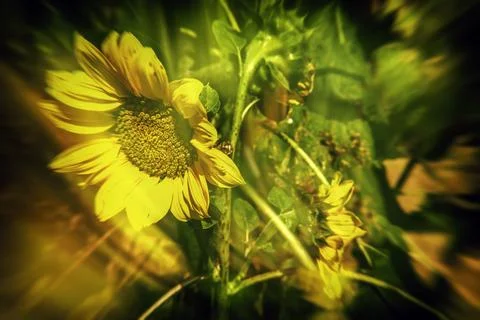Sunflower fields in full bloom at summertime Stock Photos