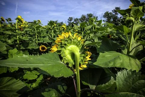 Sunflower fields in full bloom at summertime Stock Photos