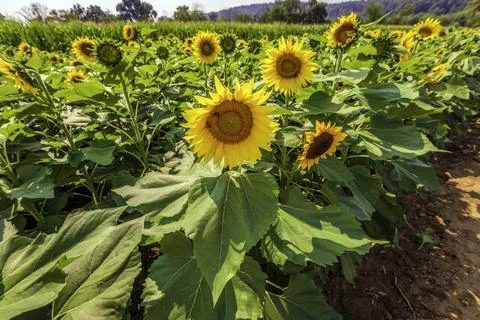 Sunflower fields in full bloom at summertime Stock Photos