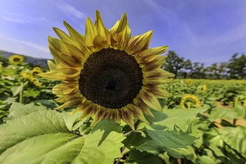 Sunflower fields in full bloom at summertime Stock Photos