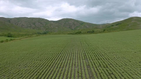 Sunflower fields in the highlands Stock-Footage 245134550