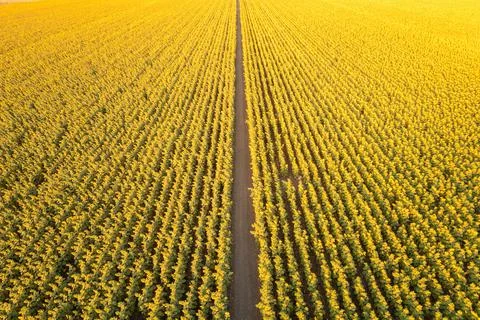 Sunflower fields Lopburi. Foto stock